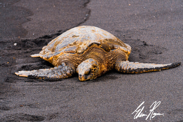 Black Sand Nap by Edwin Rogers